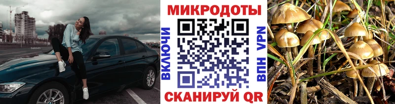Псилоцибиновые грибы Cubensis  Цивильск 